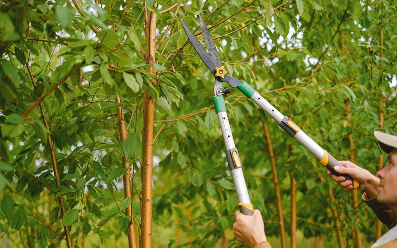 Tree trimming in Gentryville, IN